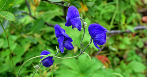 A cluster of vibrant purple flowers with intricate patterns, surrounded by lush green foliage.