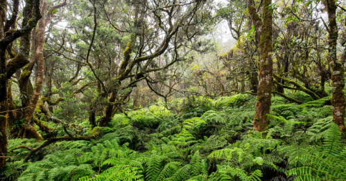 Lush green forest with dense ferns and misty trees, creating a serene, natural atmosphere.