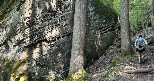 A hiker walks along a forest trail beside a large, textured rock and tall trees, surrounded by lush greenery.
