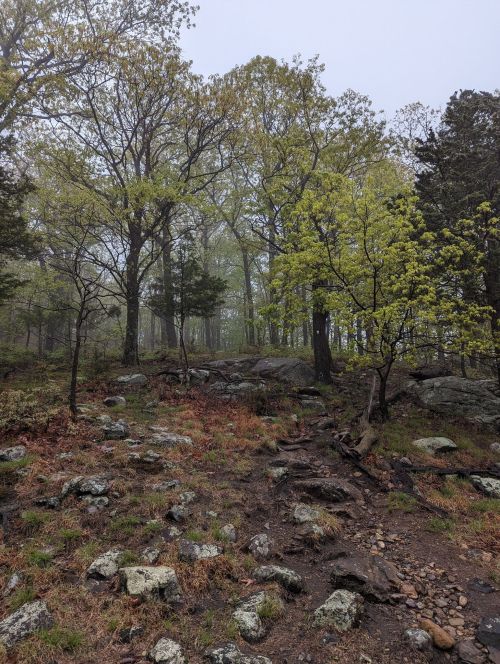A misty forest scene with green trees, rocky ground, and a damp, earthy path.