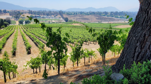 A scenic vineyard with rows of grapevines, framed by a tree, set against rolling hills and distant mountains.
