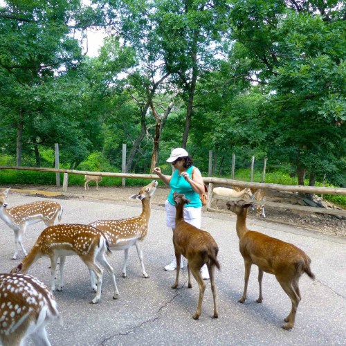 A woman in a turquoise top interacts with a group of deer in a lush, green park setting.