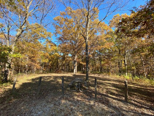 A serene forest scene with autumn foliage, featuring a picnic table surrounded by trees under a clear blue sky.
