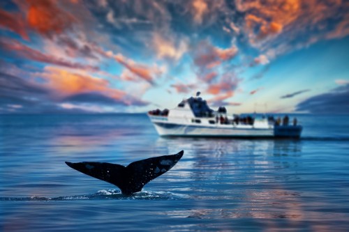 A whale's tail emerges from calm waters, with a boat and colorful sunset in the background.