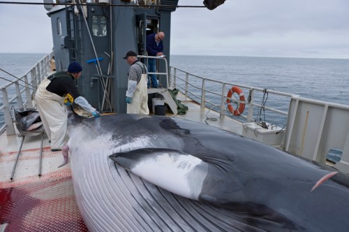 Two people on a boat are working on a large whale, with another person observing in the background.