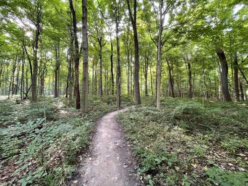 A winding dirt path through a lush green forest with tall trees and dappled sunlight.