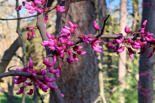 A close-up of pink blossoms on a branch, set against a blurred background of trees and greenery.