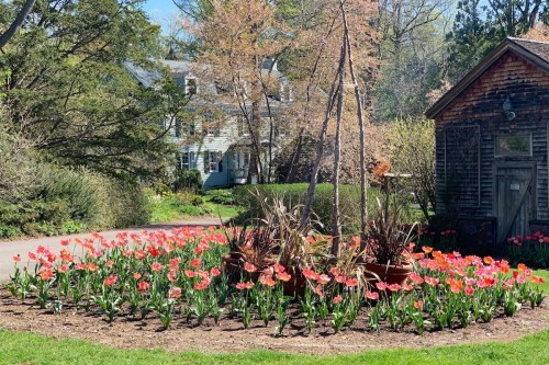 A vibrant garden with blooming tulips in front of a charming house and rustic shed, surrounded by greenery.