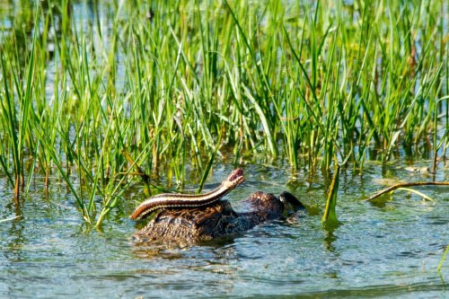 A snake rests on the back of a turtle in a grassy wetland area, surrounded by water and tall green grass.