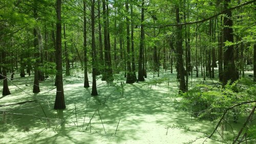 Lush green swamp with tall trees surrounded by a thick layer of green algae covering the water.