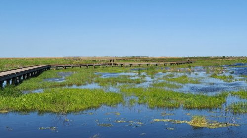 A wooden boardwalk stretches over a serene wetland, surrounded by lush green grasses and calm blue water under a clear sky.