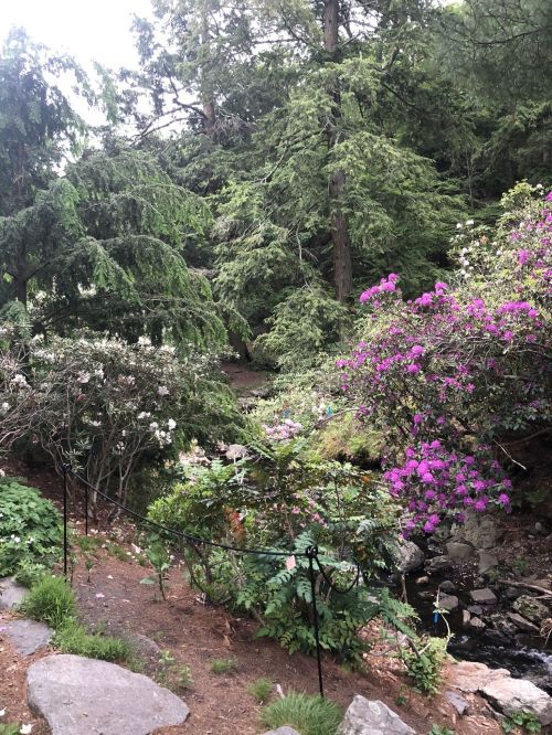 A serene garden scene featuring lush greenery and vibrant pink flowers near a small stream.