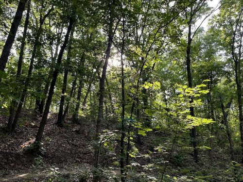 Sunlight filters through lush green trees in a serene forest setting.