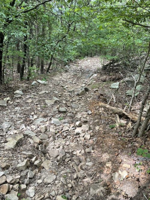 Rocky trail winding through a dense forest, surrounded by trees and greenery.