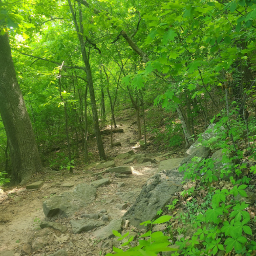 A winding dirt path through a lush green forest, surrounded by trees and rocks.