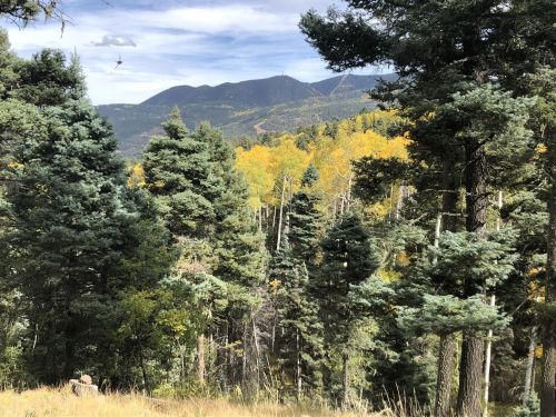 A scenic view of mountains and trees with autumn foliage, showcasing vibrant yellow leaves against a blue sky.
