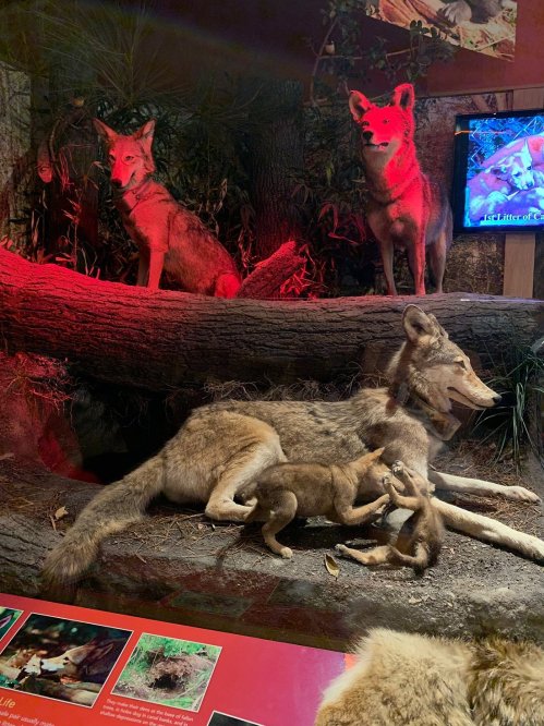 A display featuring several coyotes in a natural setting, with one coyote resting and others standing nearby.