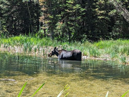 A moose wades in a serene pond surrounded by tall grass and trees.