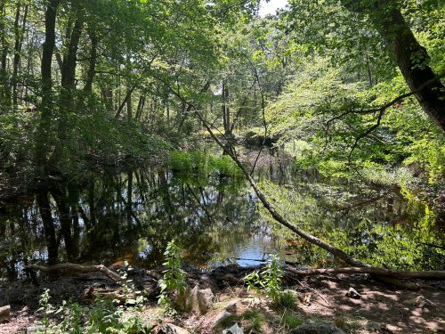 A serene forest scene with a calm pond reflecting trees and greenery under bright sunlight.