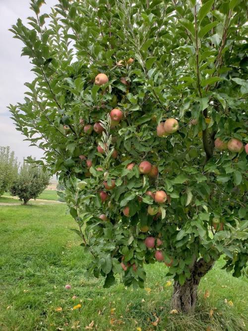 A lush apple tree laden with ripe apples, surrounded by green grass and other trees in the background.