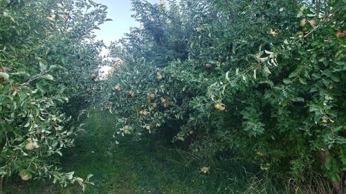 A pathway through an apple orchard, lined with trees heavy with ripe apples on either side.