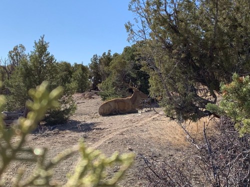 A large deer resting on the ground among trees in a sunny outdoor setting.