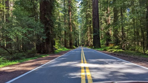 A scenic road lined with tall redwood trees, sunlight filtering through the leaves, creating a serene atmosphere.
