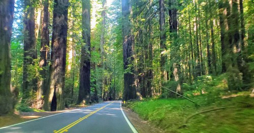 A winding road through a lush forest of towering redwood trees, dappled sunlight filtering through the leaves.