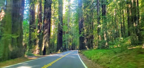 A winding road through a lush forest of tall redwood trees, dappled sunlight filtering through the leaves.