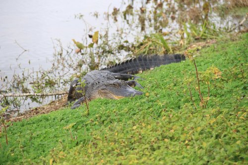An alligator resting on the grassy bank near a body of water, surrounded by plants and foliage.