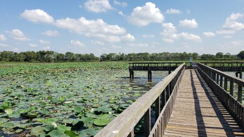 A wooden pier extends over a lush, green wetland filled with lily pads under a blue sky with fluffy clouds.