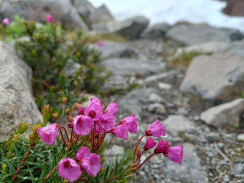 Close-up of small pink flowers growing among rocks, with a blurred snowy background.