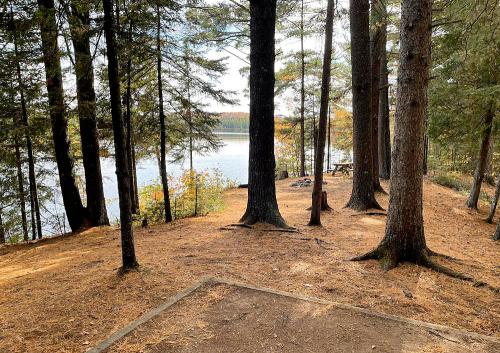 A serene lakeside view surrounded by tall trees and fallen leaves, with a picnic area in the background.