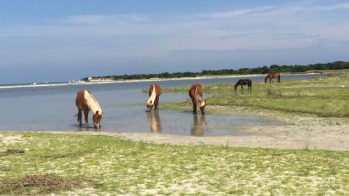 A group of horses grazing near a calm body of water, with a sandy shore and green grass under a blue sky.