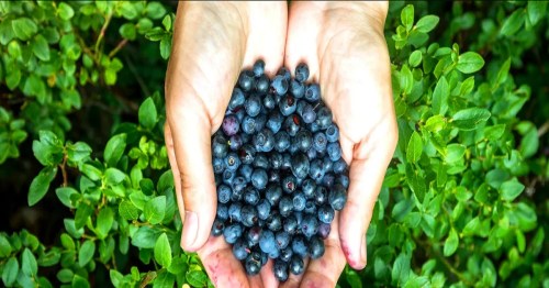 A pair of hands holding a large handful of fresh blueberries, surrounded by green foliage.