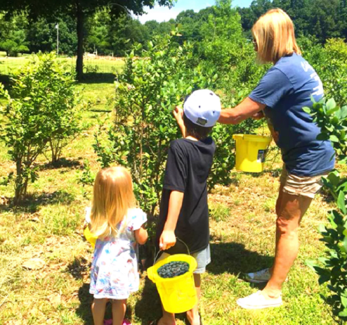 A woman and two children pick blueberries in a sunny field, each holding yellow buckets filled with berries.