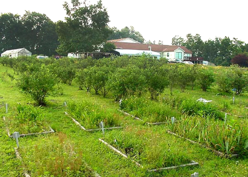 A lush garden with rows of plants and bushes, set against a backdrop of a building and trees.