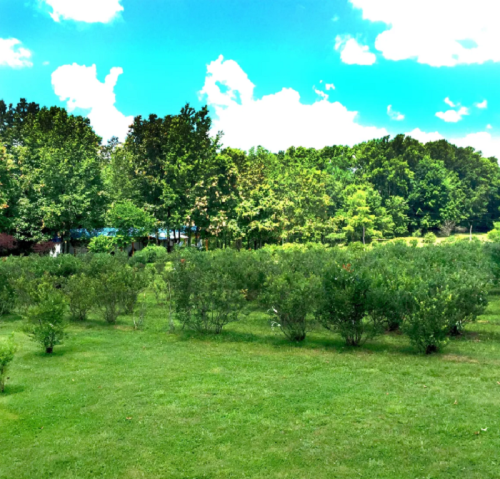 A lush green field with bushes under a bright blue sky and fluffy white clouds. Trees line the background.