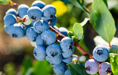 Close-up of a cluster of ripe blueberries on a branch, surrounded by green leaves.