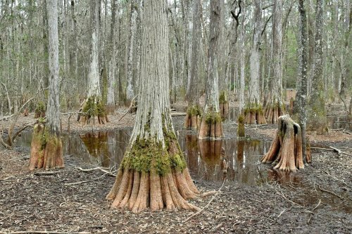 A serene swamp scene featuring cypress trees with distinctive knobby roots, surrounded by still water and leaf litter.