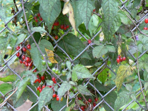 Red berries growing among green leaves on a chain-link fence.