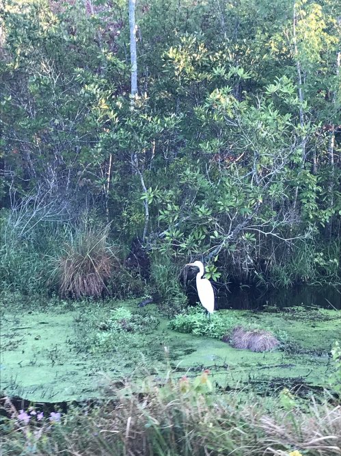 A white heron stands in a lush, green wetland surrounded by trees and vegetation.