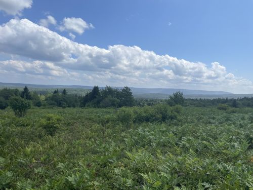 Lush green landscape with ferns, trees, and rolling hills under a bright blue sky with fluffy white clouds.