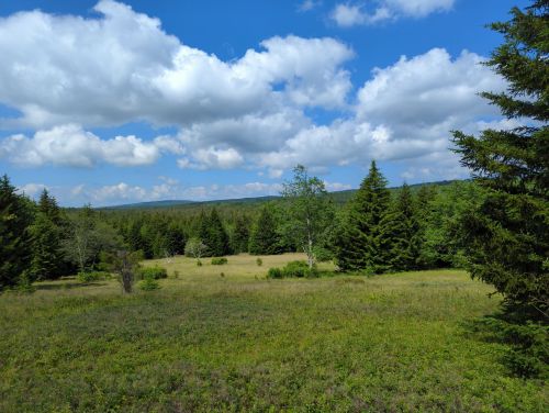 A lush green meadow surrounded by tall trees under a bright blue sky with fluffy white clouds.