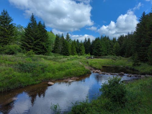 A serene landscape featuring a calm stream surrounded by lush green trees and a bright blue sky with fluffy clouds.