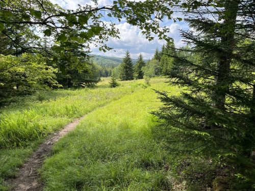 A serene landscape featuring a grassy path winding through lush greenery and trees under a partly cloudy sky.