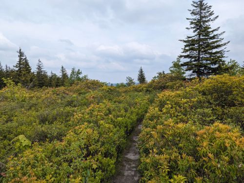 A winding path through lush greenery and shrubs, with tall trees and a cloudy sky in the background.