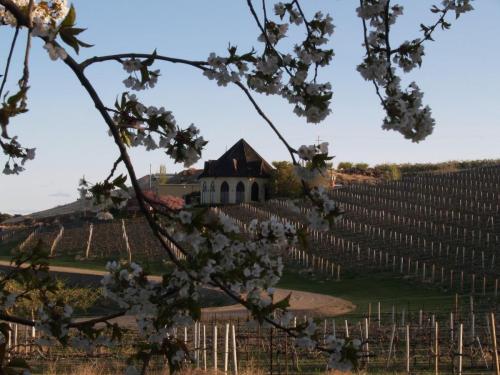 A vineyard landscape with blooming flowers in the foreground and a building nestled among rolling hills.