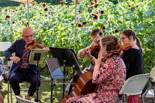A string quartet performs outdoors surrounded by tall sunflowers under a tent.