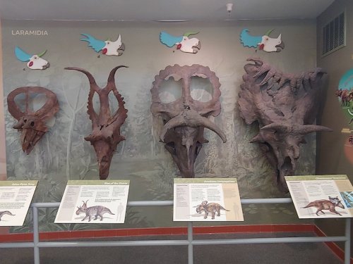 Display of dinosaur skull replicas with informative plaques, set against a nature-themed background.